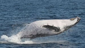 Australian Whale Watching and Charters