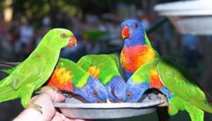 Currumbin Wildlife Sanctuary