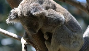 David Fleay Wildlife Park