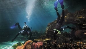 Dykking på Gold Coast