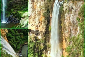 Goudkust: Kangoeroes, Regenwoud & Watervallen Experience