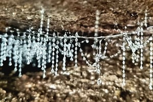 Gold Coast: koalat, hohtomatot ja kengurut – luontoelämyksiä