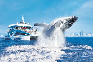 Guldkusten: Premium valskådningskryssning