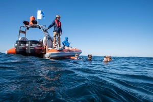 Gold Coast: Swim with Whales