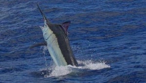 Lucky Strike Charters