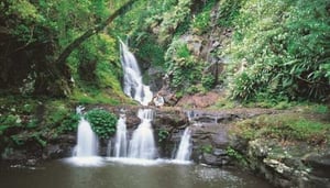 OReillys Rainforest Retreat.