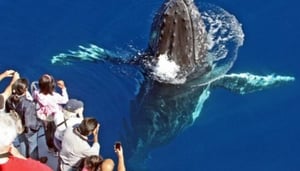 Sea World Whale Watch