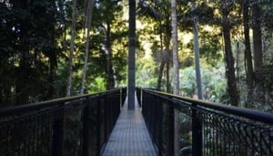 Tamborine Rainforest Skywalk