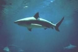 Vaaralliset eläimet ja olennot