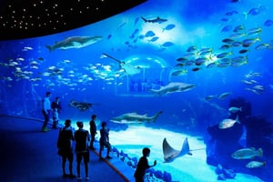 Gran Canaria: Poema del Mar Aquarium & Guayadeque Tour
