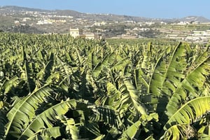 Gran Canaria: Rum, Wines and Banana Tour