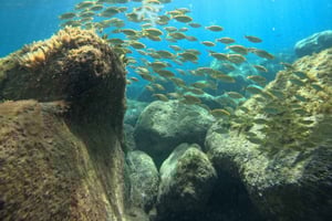 Gran Canaria: Snorkel tour with boat on the west coast