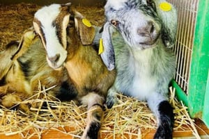 Gran Canaria: Visit our cheese factory in Agüimes