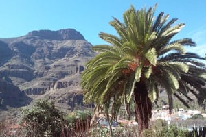 Las Palmas: 8-Hour Gran Canaria Island Highlights Tour