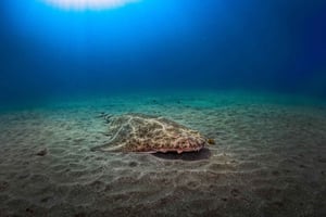 PADI ADVANCED OPEN WATER DIVER