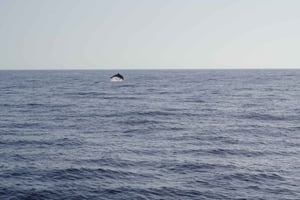 Sunset Dolphin Watching Tour on Hybrid Boat in Small Group