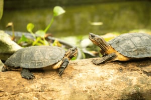 Wycieczka piesza do Parku Narodowego Cuc Phuong