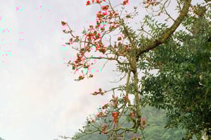 Fra Hanoi: Tur til den gamle landsby Duong Lam og Thay Pagoda