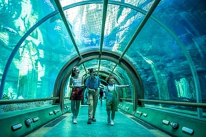 Ha Noi: Entrébillet til VinKE og Vinpearl Aquarium
