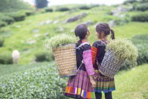 Hanoi: Moc Chau, Mai Chau och Pu Luong – 3-dagarsresa