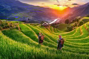 Hanoi: Mu Cang Chai 2-tägige Tour mit goldenen Reisfeldern