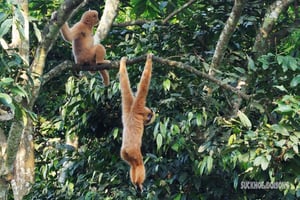 Ninh Binh: escursione di 1 giorno nella giungla del parco CUC PHUONG, PICCOLI GRUPPI