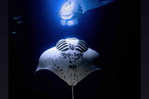 كايلوا كونا جولة الغطس الليلي لمانتا راي مانتا راي مع مرشد سياحي