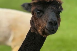 Alpaca Tour on the Road to Hana