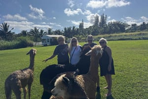 Alpakafarm-tur på vejen til Hana