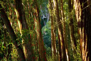 Big Island: 3-Hour Kohala Canopy Zipline Adventure