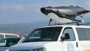 Captain Dan McSweeneys Year Round Whale Watch