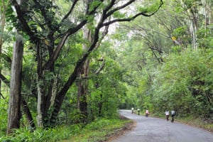 E-BIKE Honolulu Rainforest: 10 miglia di sorrisi con viste panoramiche