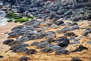 Från Lahaina, Maui: Vägen till Hana Tour