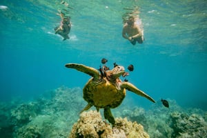 De Maalaea: Aventura de 3 horas com snorkel e vela em Turtle Town