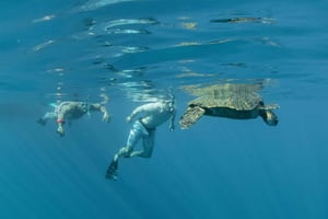 Fra Ma'alaea: snorkling i Turtle Town om bord på Quicksilver