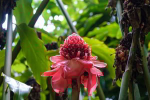 Von Oahu: Kauai Waimea Canyon und Koke'e Adventure Tour