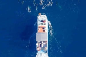 Халейва: тур по наблюдению за китами на катамаране по северному побережью