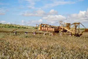 Hali'imaile: Pineapple Farm Tour