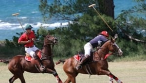 Hawaii Polo Club