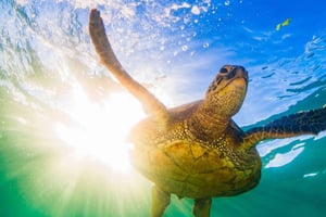 Honolulu> Waikiki Turtle Canyon snorkel- en zwemtocht