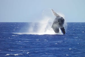 Honolulu: walvistour met ontbijt