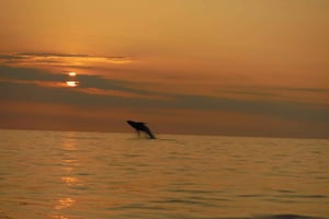 Kailua-Kona: Osservazione dei delfini e tour di snorkeling a doppia canna