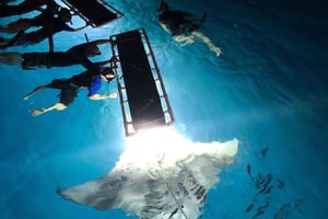 Kailua-Kona: Snorkeleventyr sent om aftenen med Manta Rays