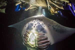 Kailua-Kona: Manta Ray -yöretki snorklausretkellä
