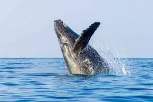 Kailua-Kona: Whale Watching Cruise on the Big Island