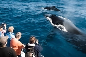 Kalaoa: Big Island & Kona Midday Whale Watching Tour