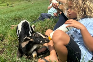 Granja en Kauai: ¡juega y alimenta a las cabritas nubias!