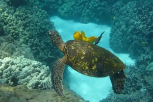 Kona: Tour di Snorkeling del Capitano Cook