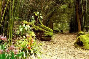 Kona : forêt de nuages, plantation de café et plage aux tortues
