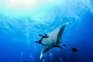 Kona: Manta Ray natt snorkeläventyr